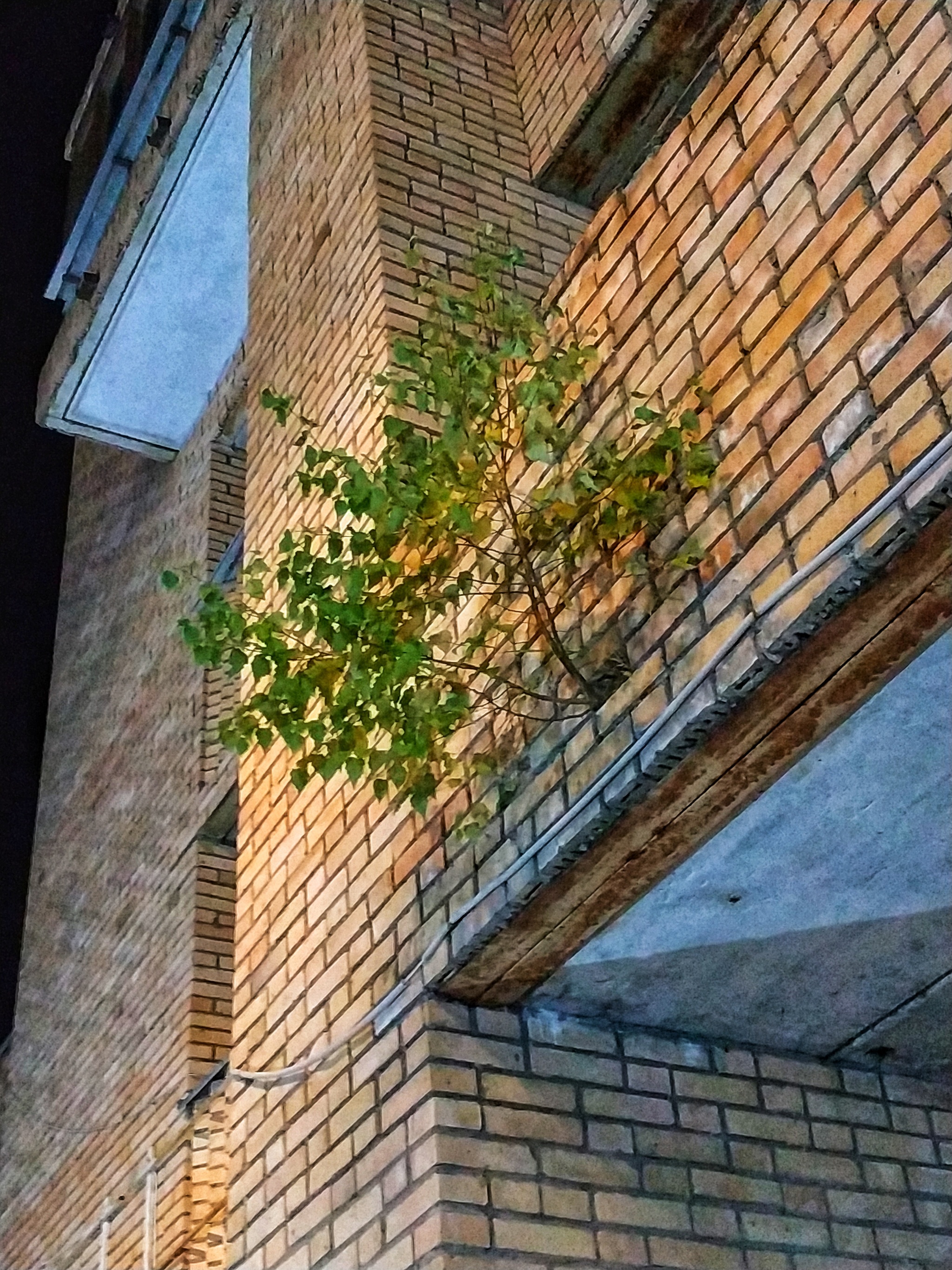 It's growing like this... - My, Birch, Night, Tree, Mobile photography, Wall