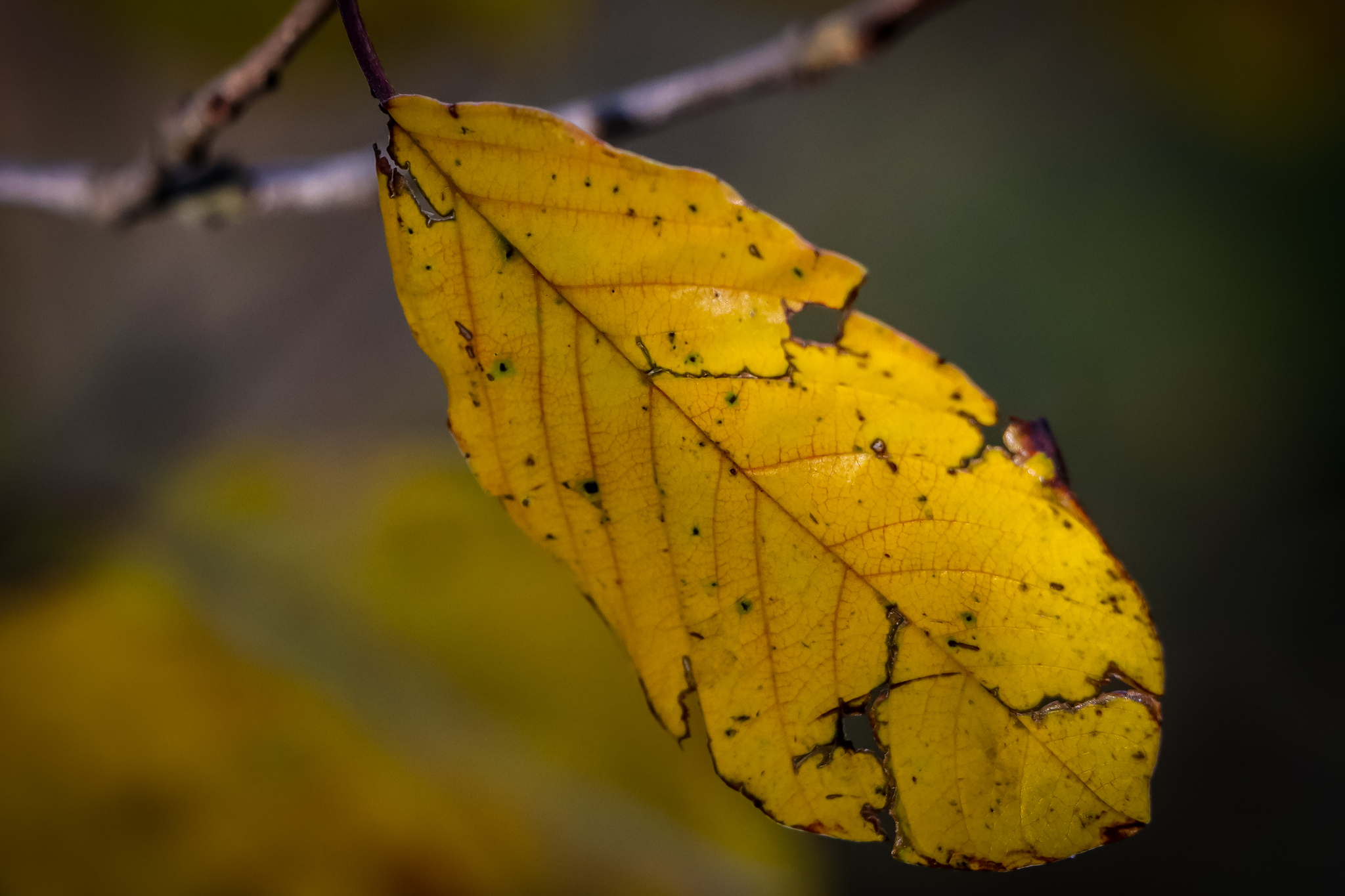 Autumn - My, The photo, Nature, Leaves, Mushrooms, Longpost