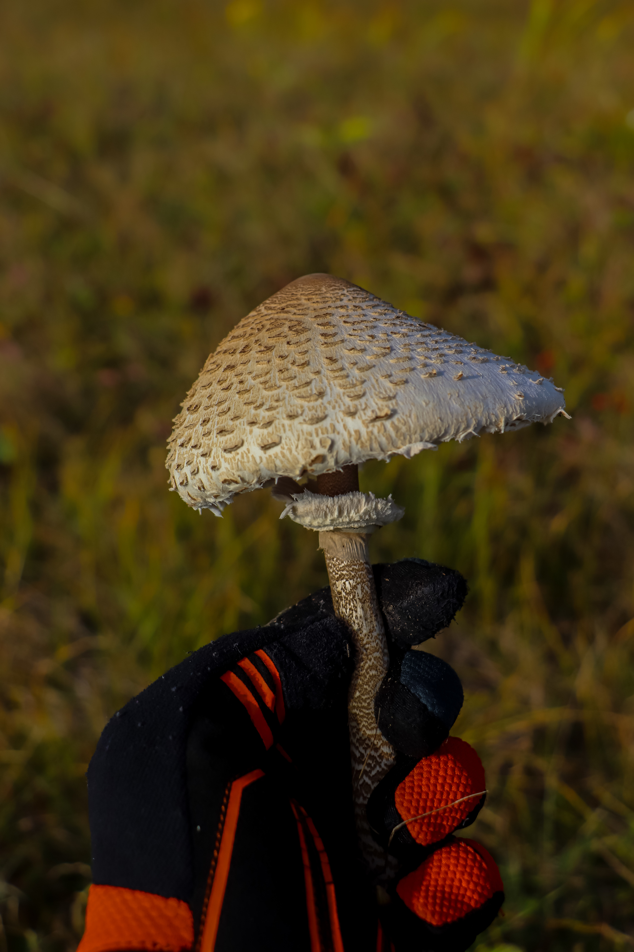 Autumn - My, The photo, Nature, Leaves, Mushrooms, Longpost