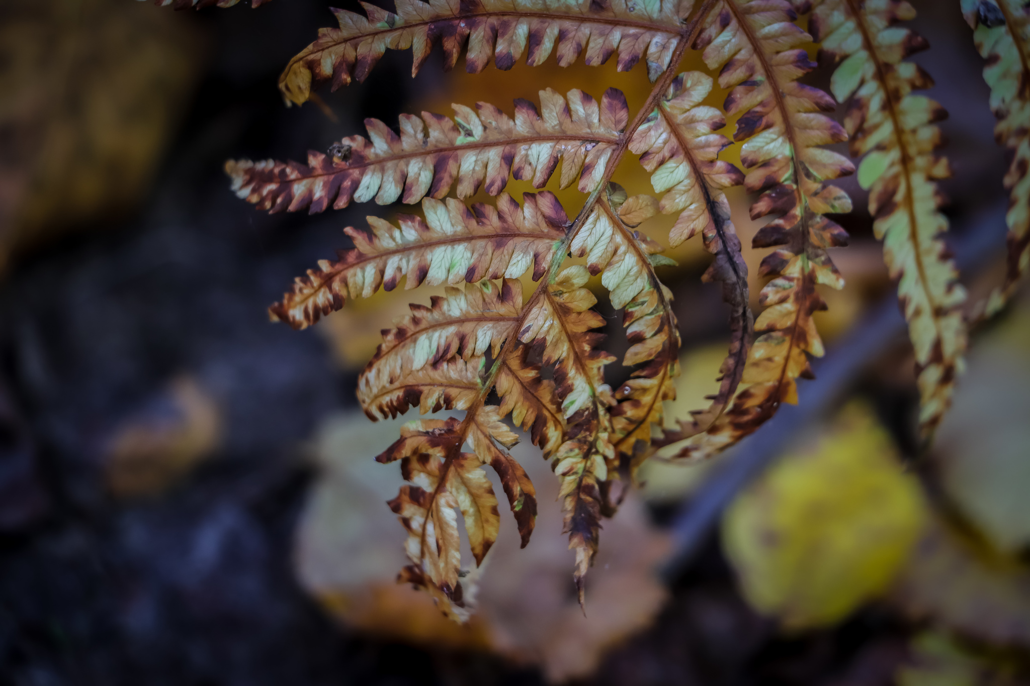 Autumn - My, The photo, Nature, Leaves, Mushrooms, Longpost