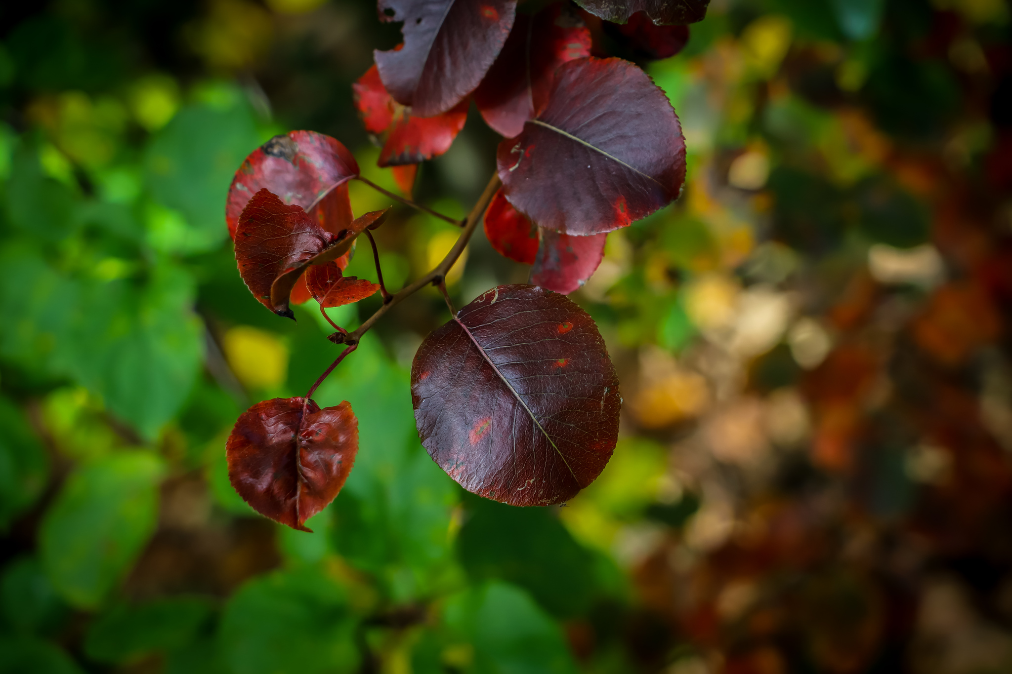 Autumn - My, The photo, Nature, Leaves, Mushrooms, Longpost