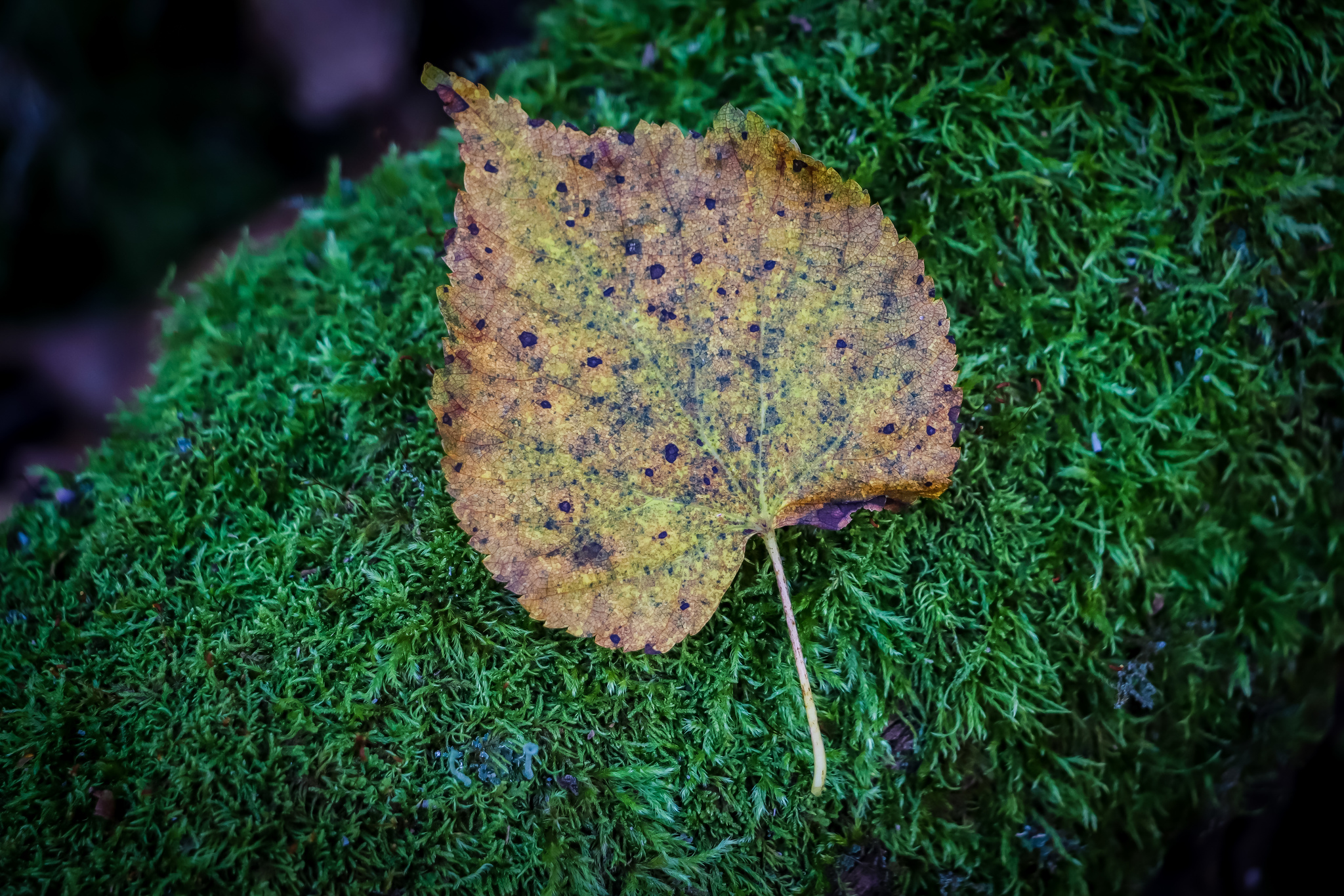 Autumn - My, The photo, Nature, Leaves, Mushrooms, Longpost