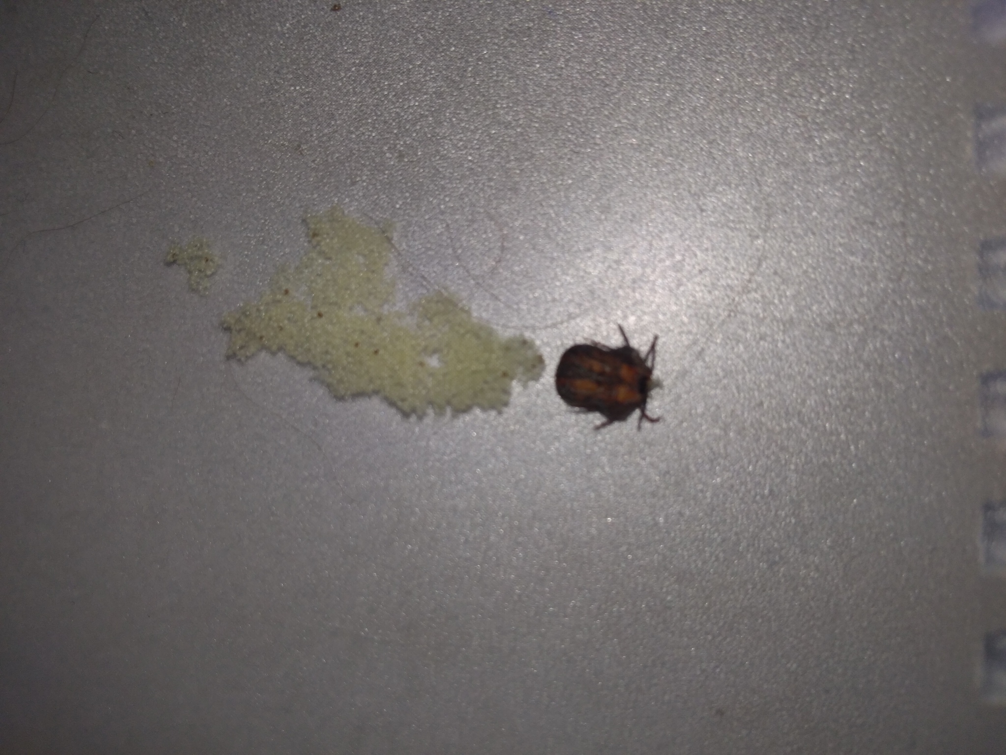 Fighting ticks in the apartment - My, Mite, Acaricidal treatment, Ixodid, Longpost