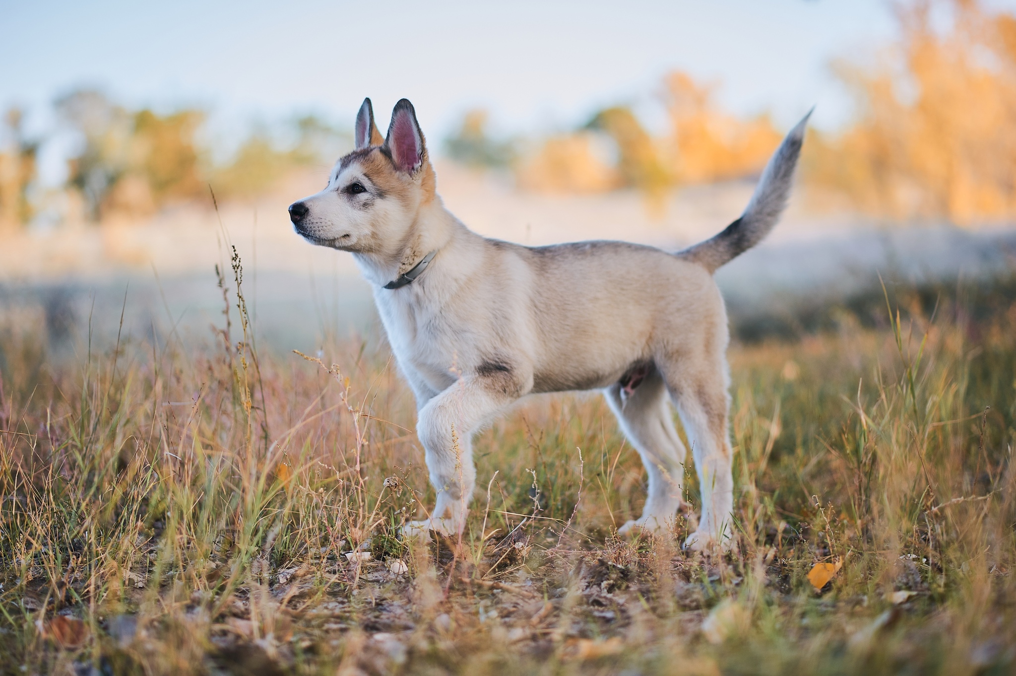 Dexter - My, Alaskan Malamute, Dog, Puppies, The photo, Nikon, Kazakhstan, Uralsk, Longpost