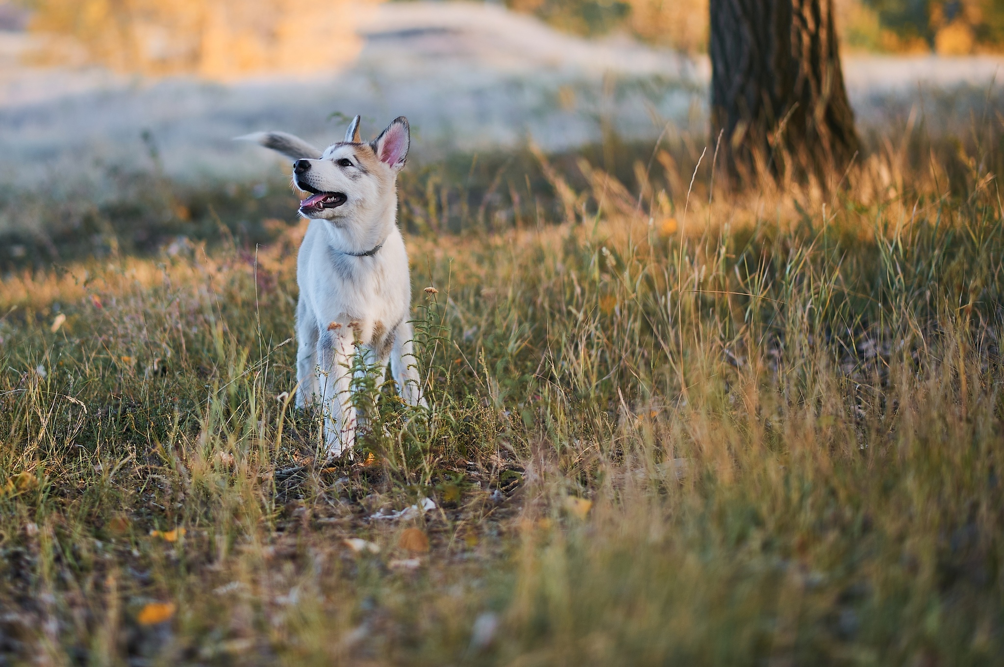 Dexter - My, Alaskan Malamute, Dog, Puppies, The photo, Nikon, Kazakhstan, Uralsk, Longpost