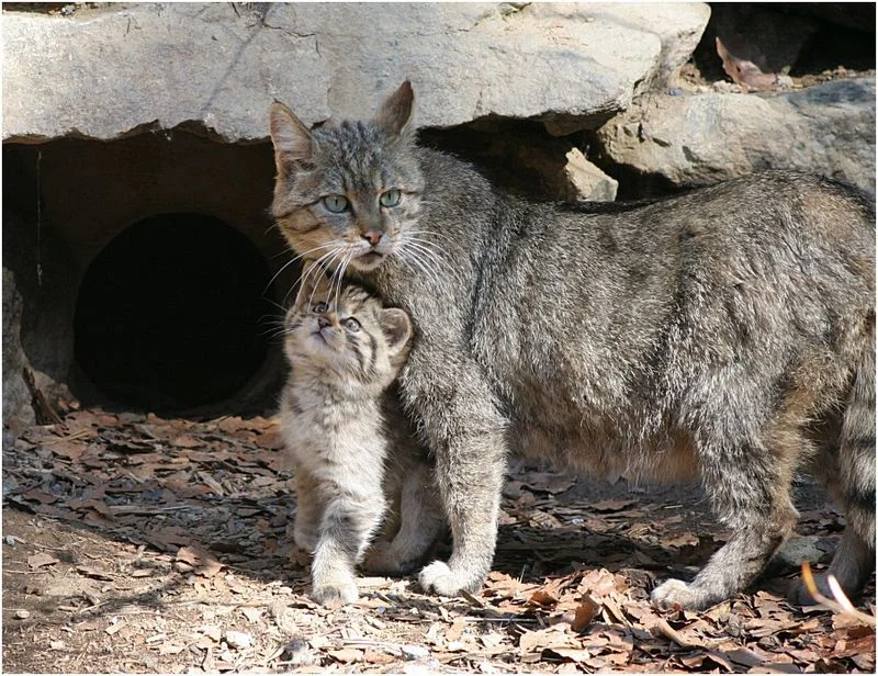 Wild forest cat: Hates people, kills deer - cat, Animals, Longpost