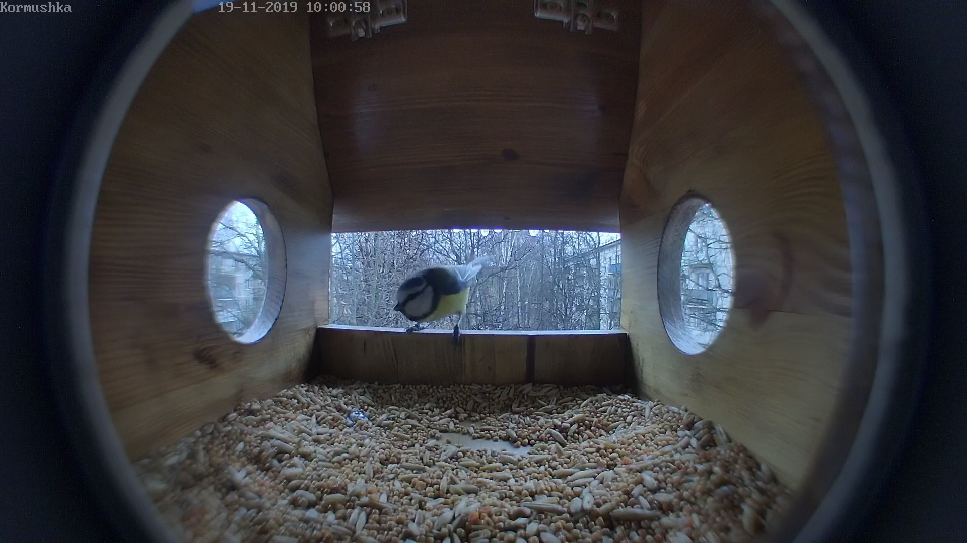 Feeder with video surveillance - My, Birds, Trough, Video monitoring, Video, Mat, Longpost, Vertical video