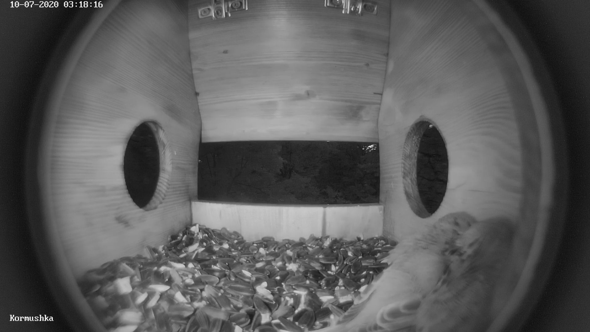 Feeder with video surveillance - My, Birds, Trough, Video monitoring, Video, Mat, Longpost, Vertical video