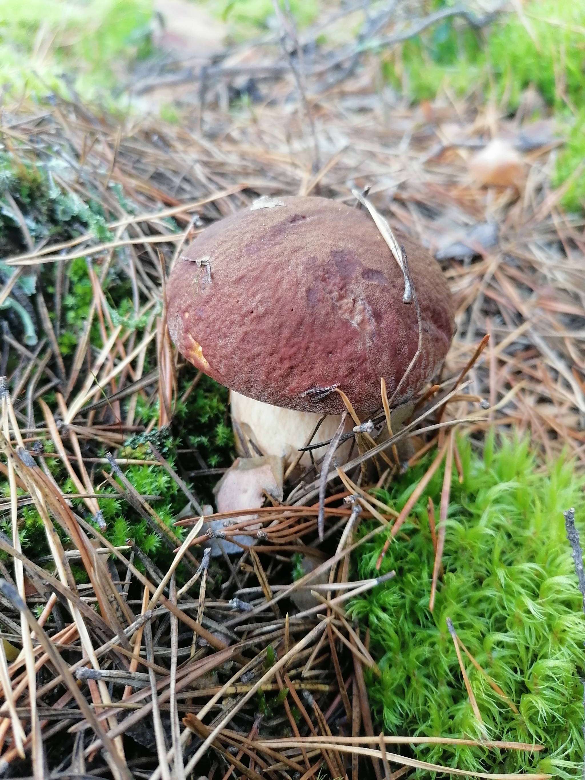 Mushrooms... So much in this word... - My, Mushrooms, Dry cargo, Boletus, Boletus, Dog, Food, Honey mushrooms, Porcini, Nature, Novosibirsk region, Longpost