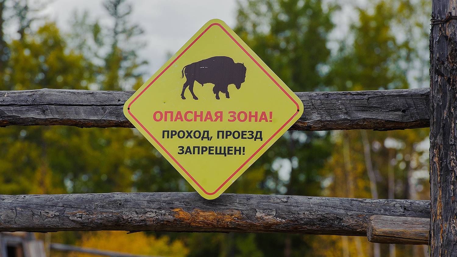 Yakut bison - My, Animals, Buffalo, Дальний Восток, Yakutia, Longpost