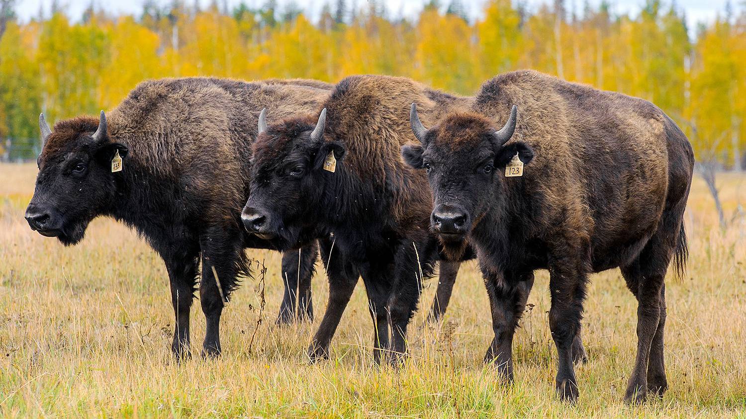 Yakut bison - My, Animals, Buffalo, Дальний Восток, Yakutia, Longpost