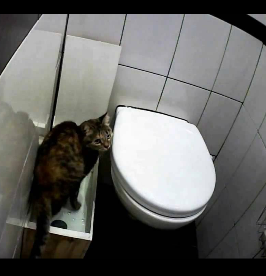 Cat supervision - My, Video monitoring, cat house, Longpost