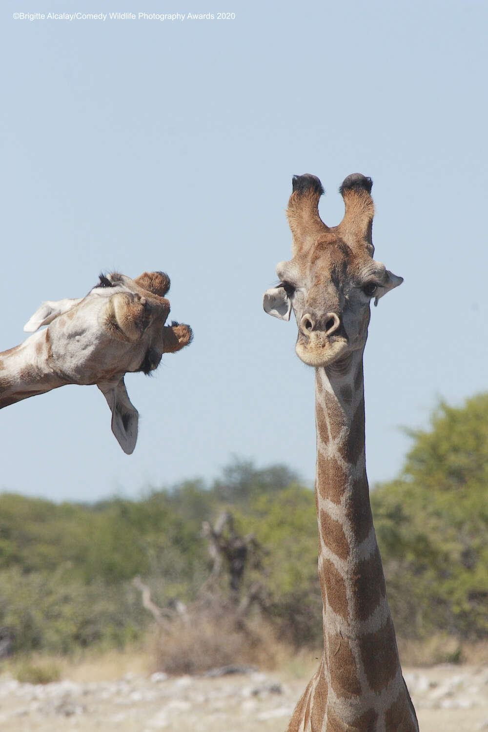 Comedy Wildlife Photography Awards 2020 Finalists - The national geographic, The photo, Longpost