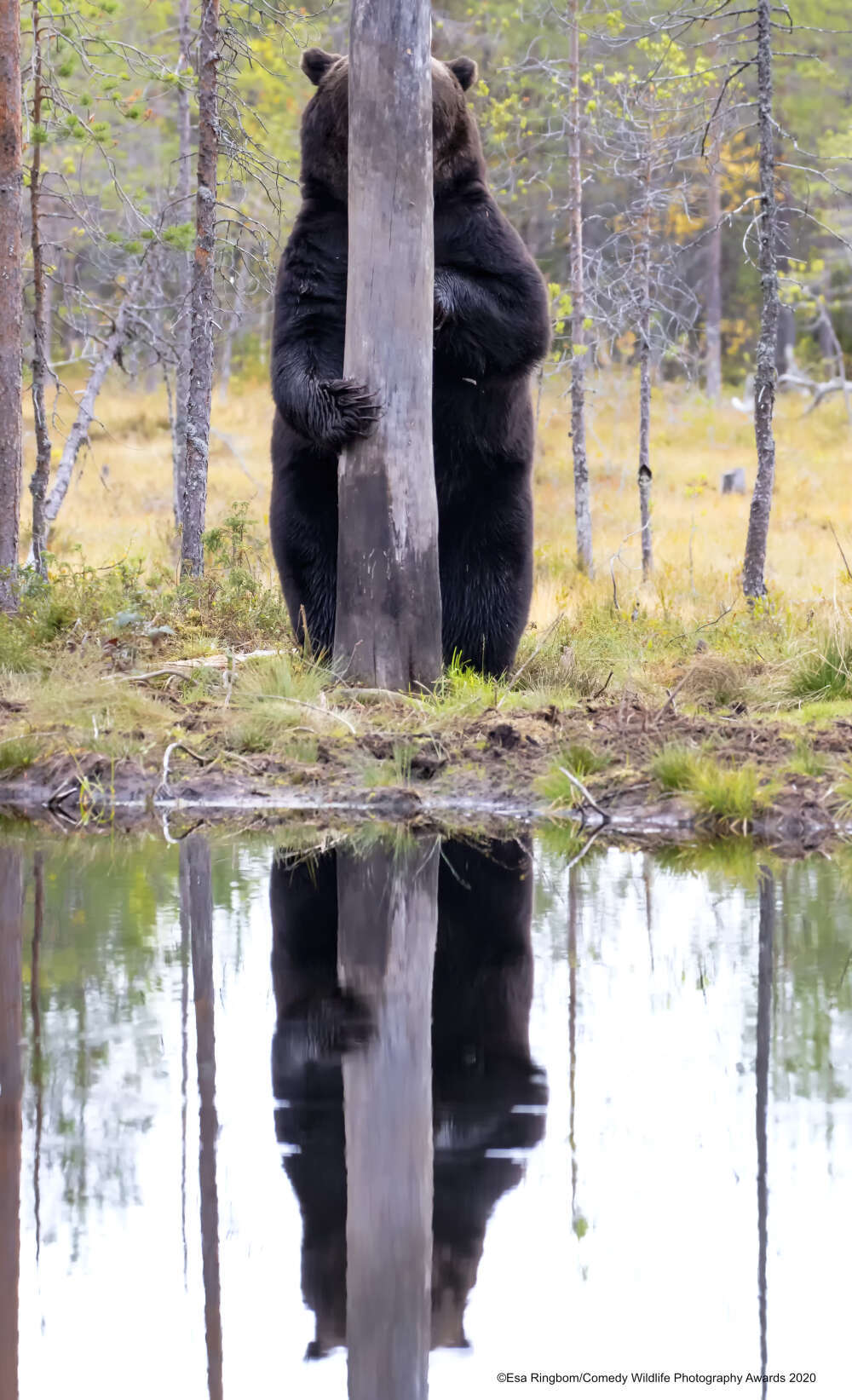 Comedy Wildlife Photography Awards 2020 Finalists - The national geographic, The photo, Longpost