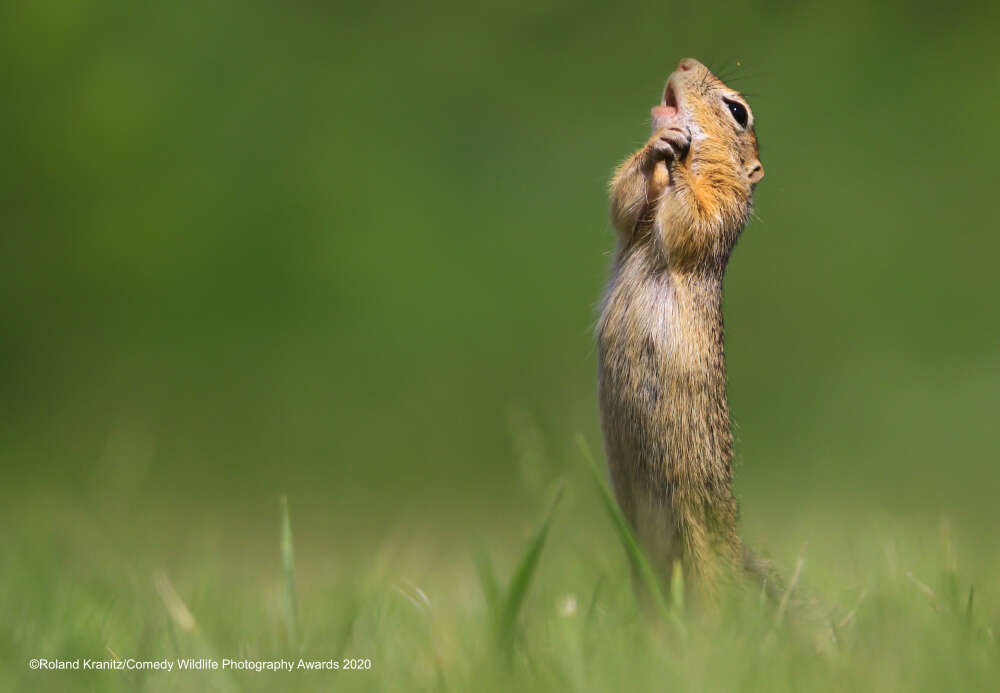 Comedy Wildlife Photography Awards 2020 Finalists - The national geographic, The photo, Longpost