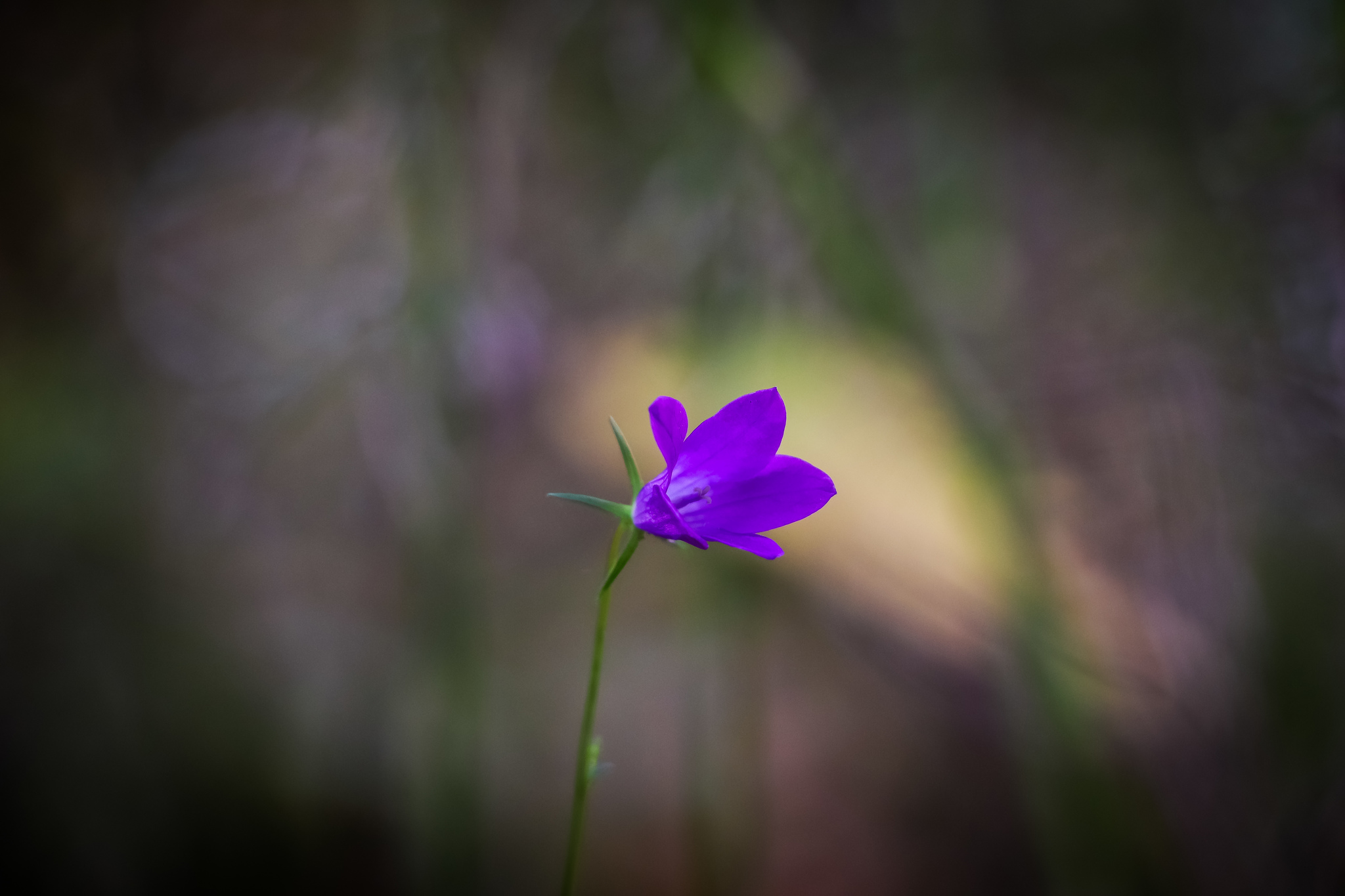 Loner - My, The photo, Flowers