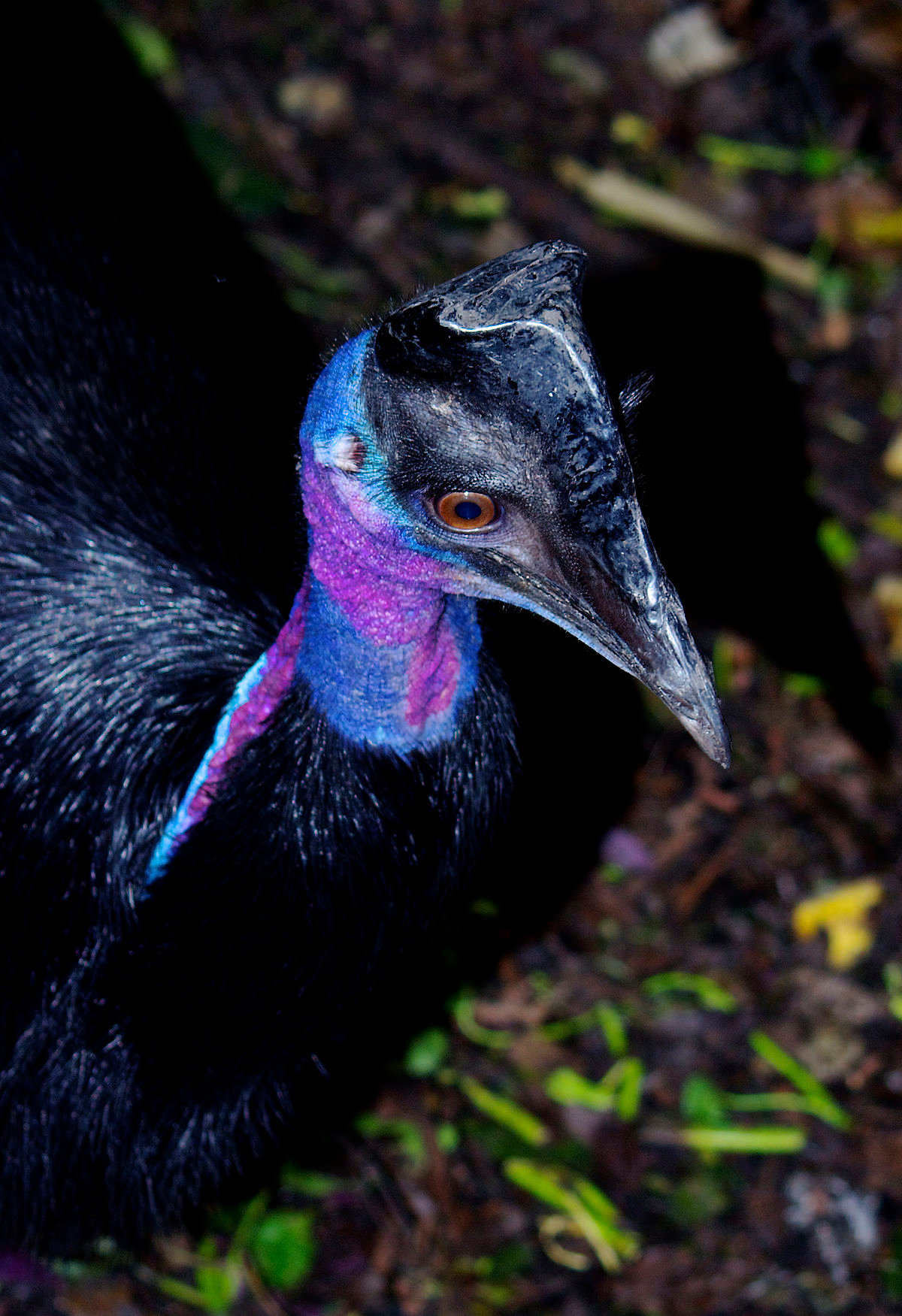 The most unusual birds on the planet - My, Birds, Shoebill, Rhinoceros Bird, Sage grouse, Crowned pigeon, Ecuadorian umbelliferous bird, Ornithology, Cassowary, Video, Longpost