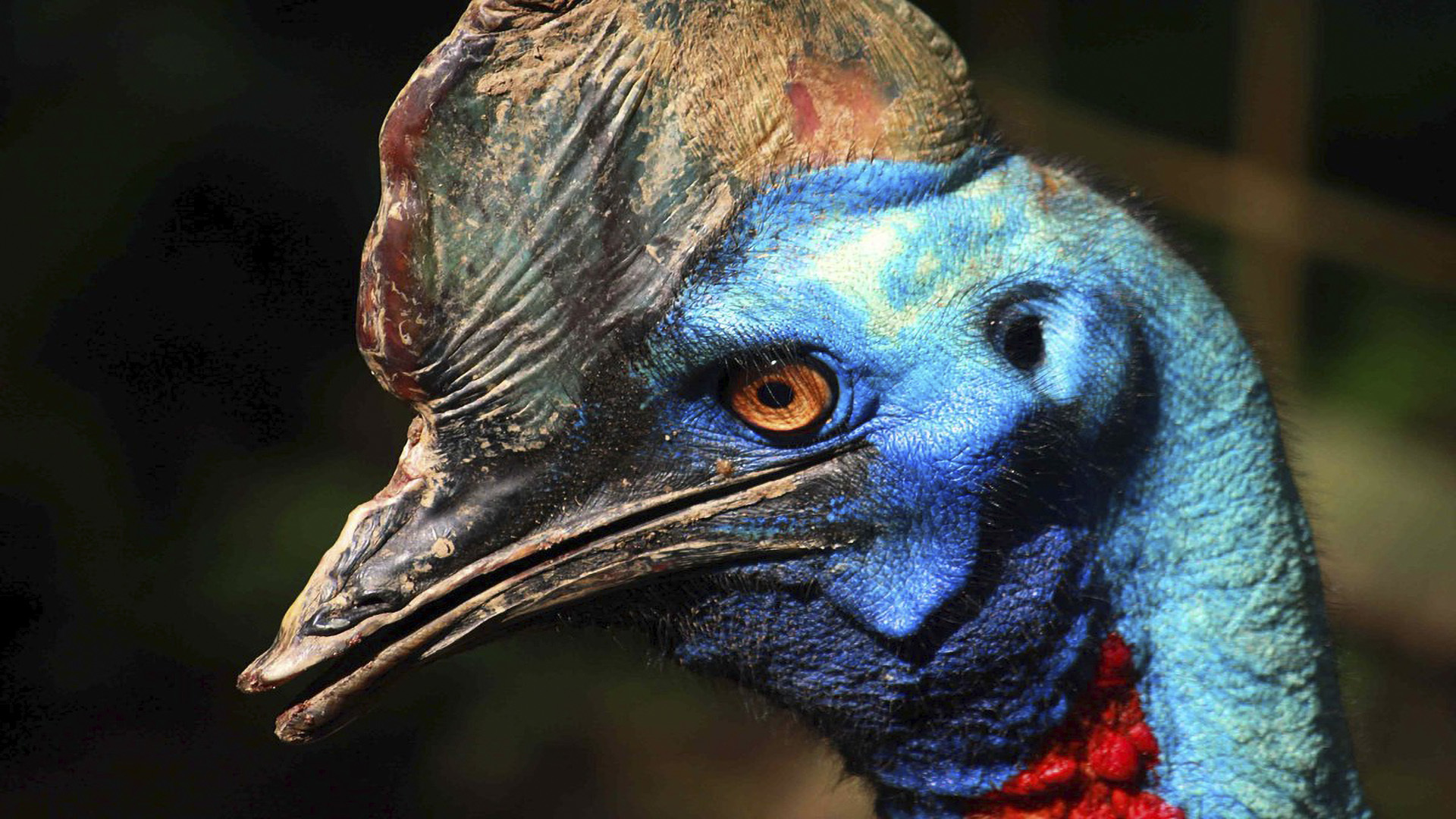 The most unusual birds on the planet - My, Birds, Shoebill, Rhinoceros Bird, Sage grouse, Crowned pigeon, Ecuadorian umbelliferous bird, Ornithology, Cassowary, Video, Longpost