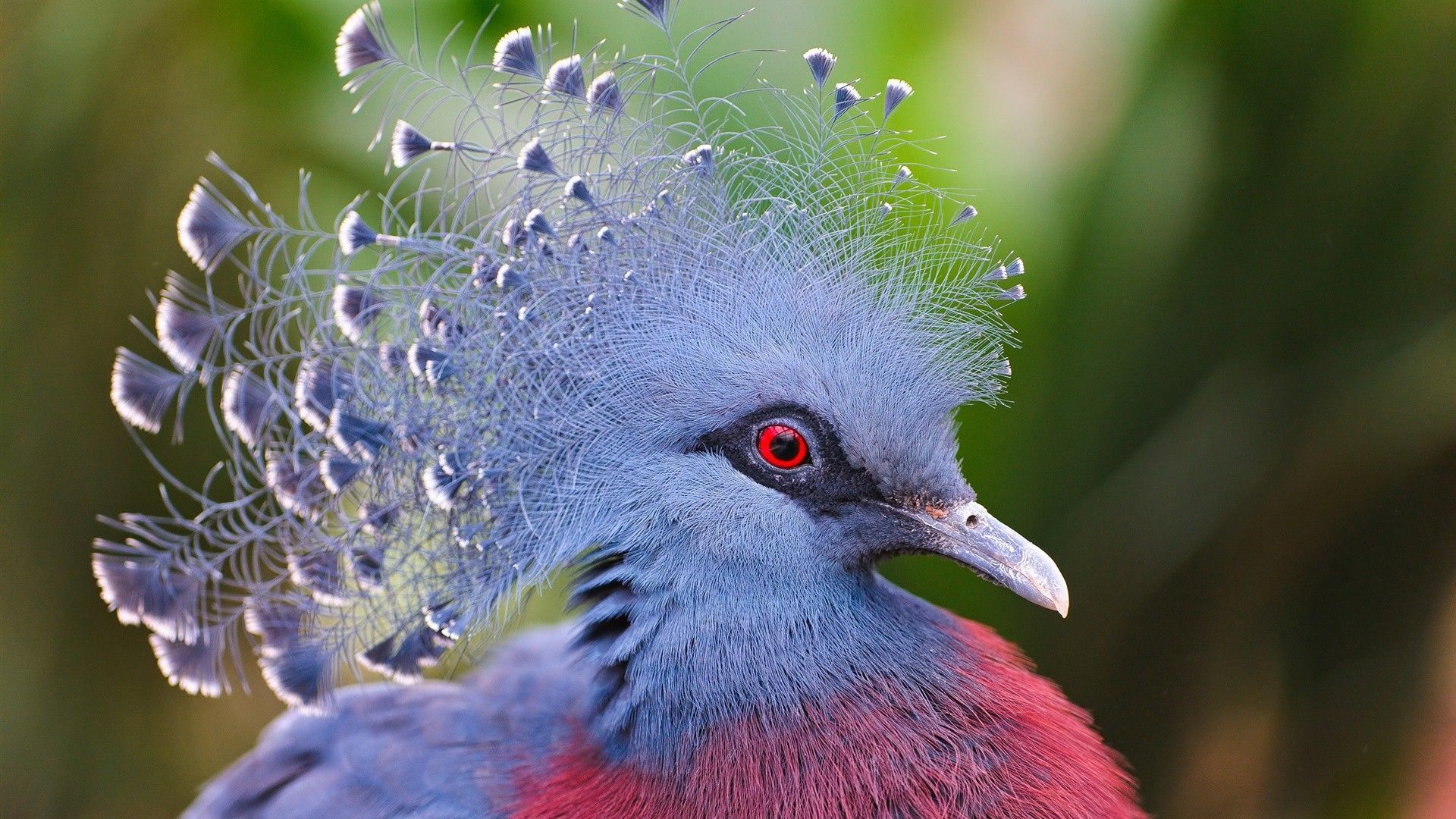 The most unusual birds on the planet - My, Birds, Shoebill, Rhinoceros Bird, Sage grouse, Crowned pigeon, Ecuadorian umbelliferous bird, Ornithology, Cassowary, Video, Longpost