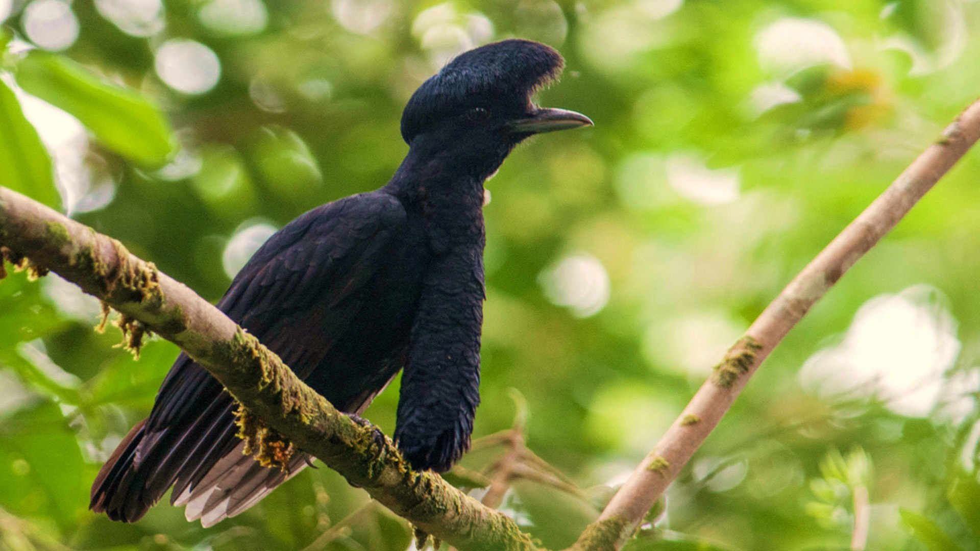 The most unusual birds on the planet - My, Birds, Shoebill, Rhinoceros Bird, Sage grouse, Crowned pigeon, Ecuadorian umbelliferous bird, Ornithology, Cassowary, Video, Longpost