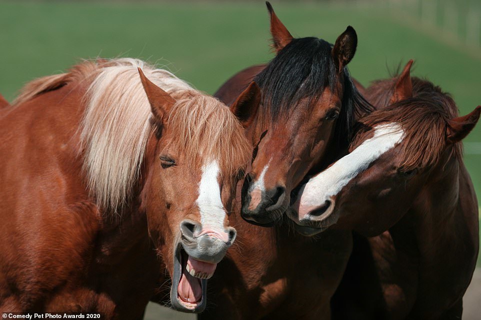 Comedy Pet Photography Contest Finalists - Animals, The photo, Longpost