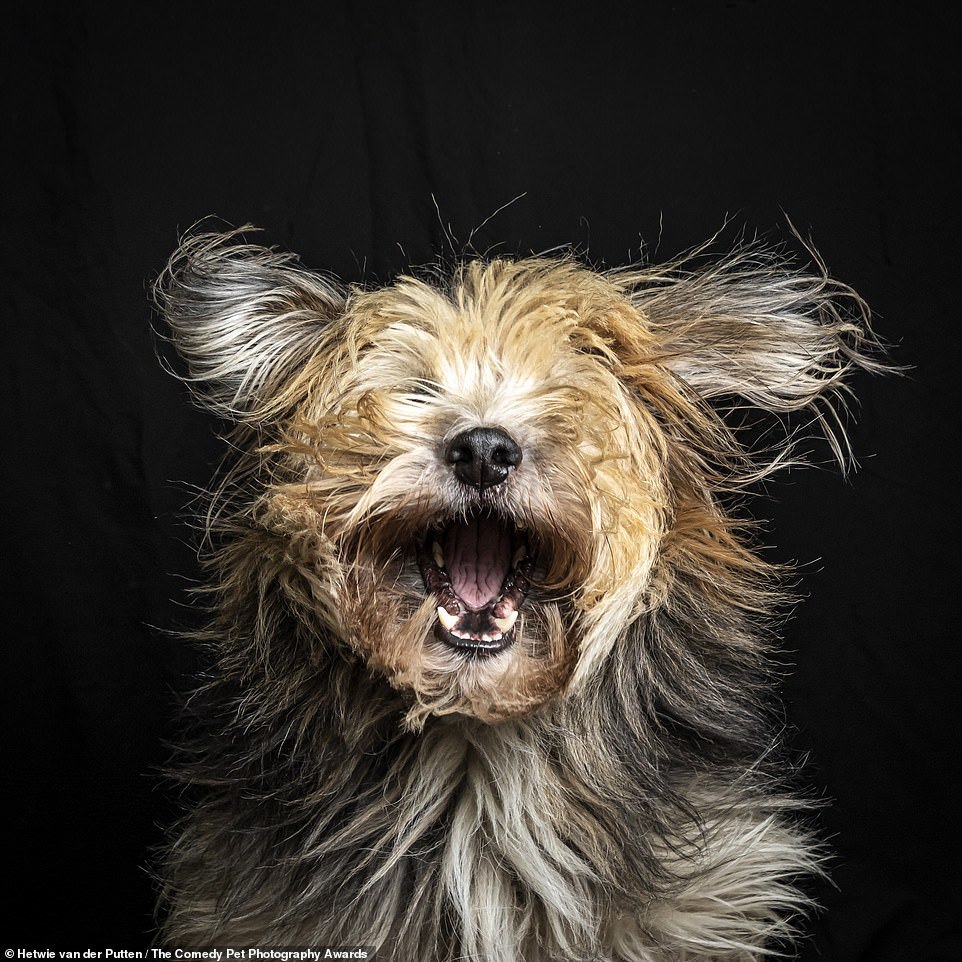 Comedy Pet Photography Contest Finalists - Animals, The photo, Longpost