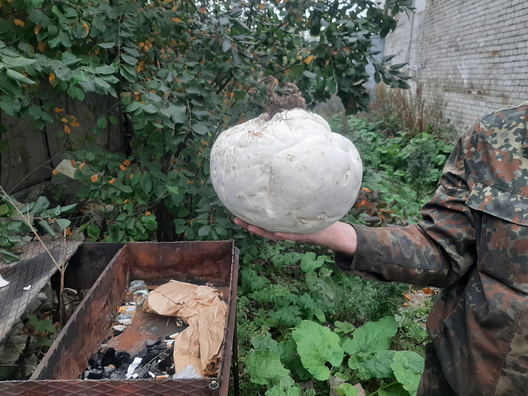 Mushroom - My, Mushrooms, The photo, Video, Raincoat, Longpost