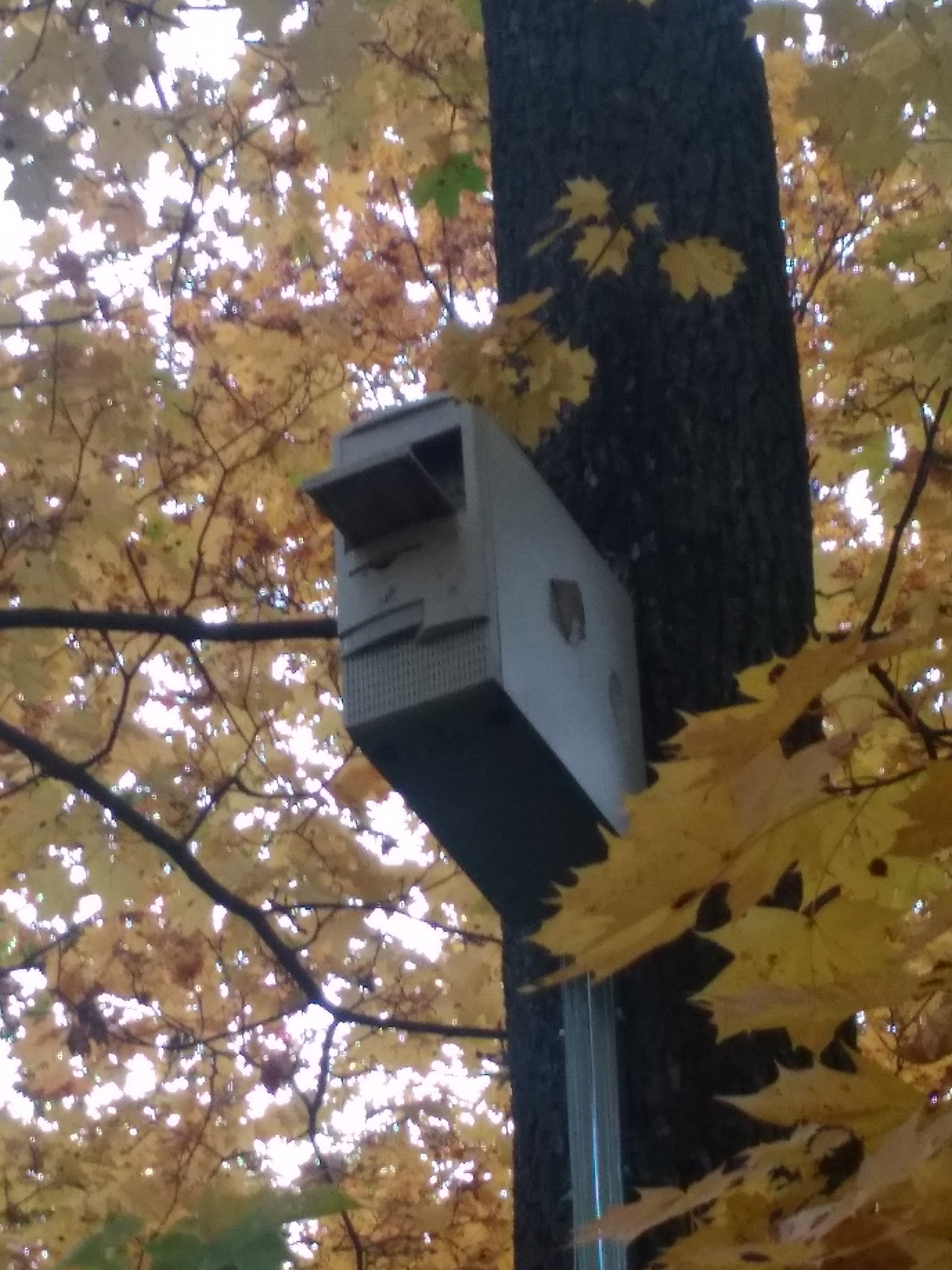 birdhouse - My, Birdhouse, Humor, Forest, Longpost, System unit