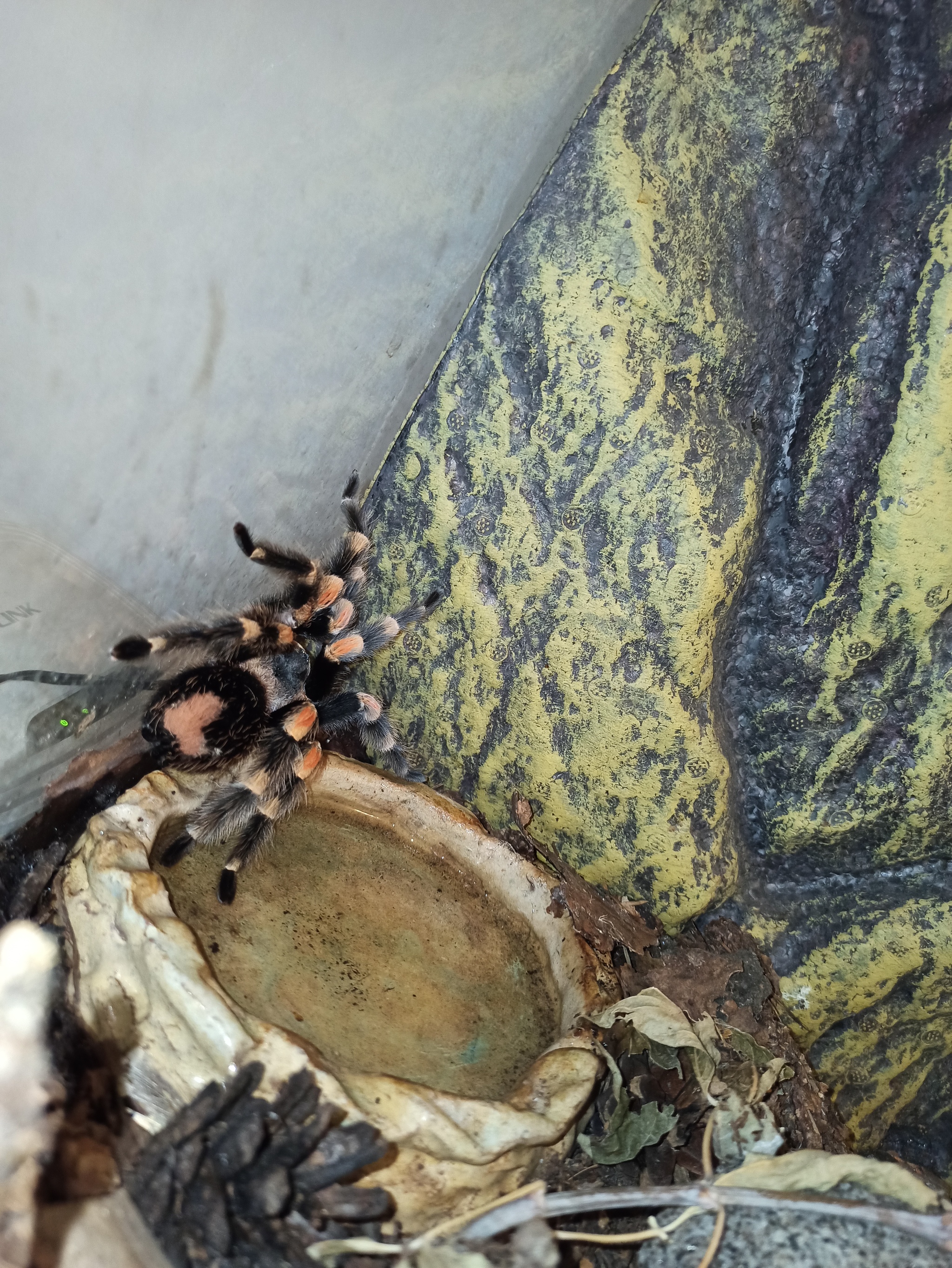 Pikabu, help! Brachypelma smithi spider disease - My, Bird spiders, Spider, Brachypelma smithi, Arachnids, Large spiders, Longpost