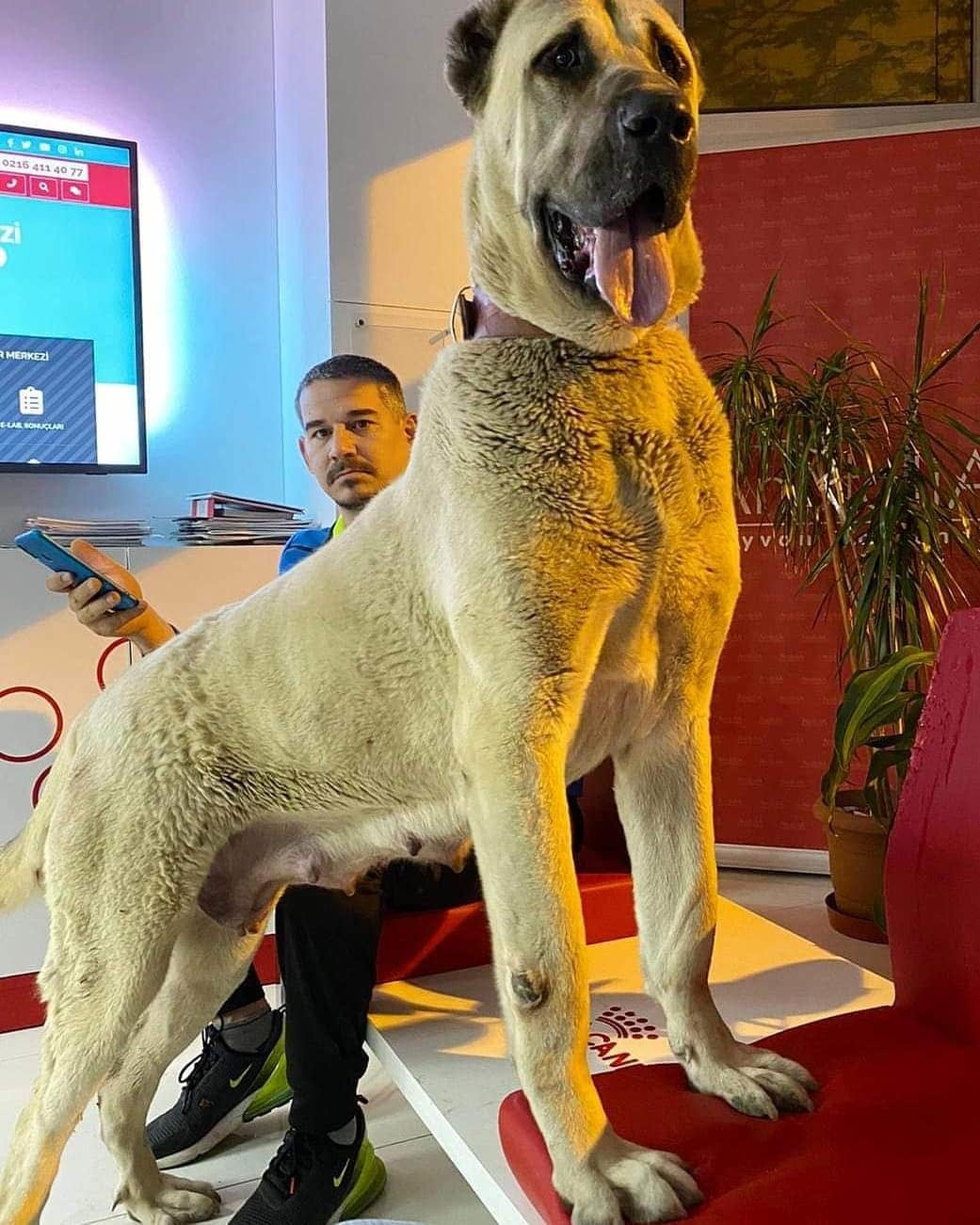 Powerful XXL size dogs that look like they are the owners here, not people - Dog, Giants, Dogs and people, Friends, Longpost