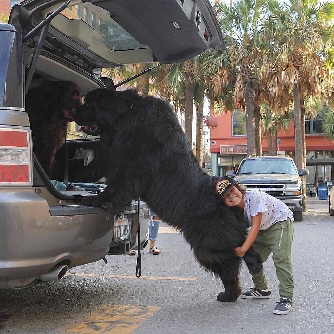 Powerful XXL size dogs that look like they are the owners here, not people - Dog, Giants, Dogs and people, Friends, Longpost