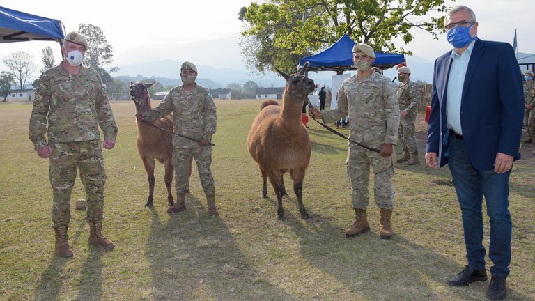 The Argentine army adopted 20 combat lamas - My, Argentina, Army, Technologies, Weapon, Armament, Llama, news, Longpost