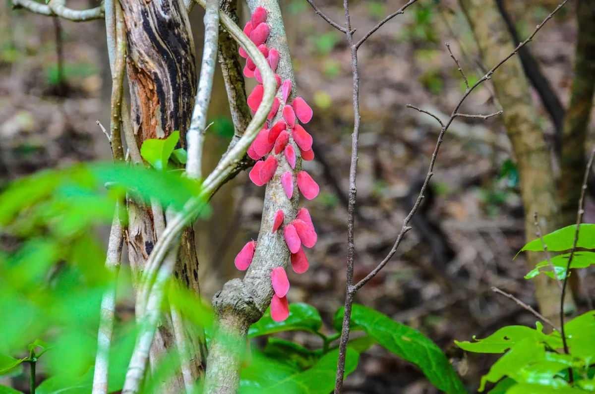 Pink Cicada: Why do these insects have dozens of waxy tails? - Fluffy, Feathers, Insects, Animals, Yandex Zen, Longpost, Cicada