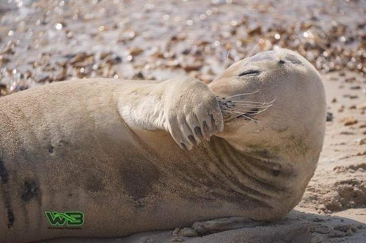 Sammy's Adventures - Seal, Great Britain, Pandemic, Longpost