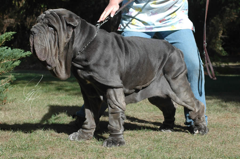 About dog breeds No. 133. Neapolitan Mastiff - Dog, Dog breeds, Neapolitan Mastiff, Video, Longpost