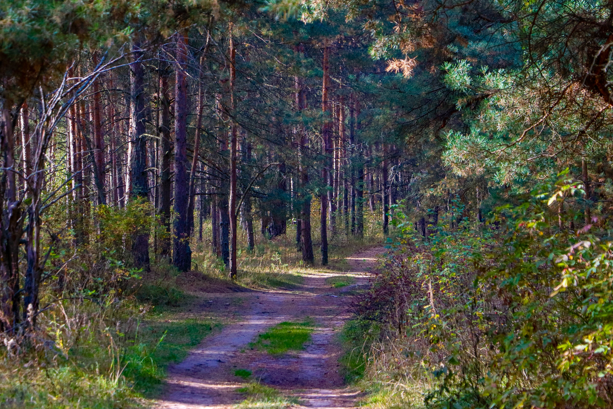 Landscape - My, The photo, Landscape, Autumn, Nature, Canon 800D, HDR, Longpost, Autumn leaves