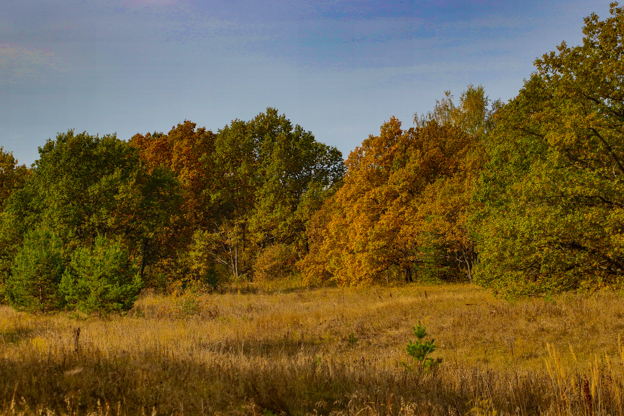 Landscape - My, The photo, Landscape, Autumn, Nature, Canon 800D, HDR, Longpost, Autumn leaves