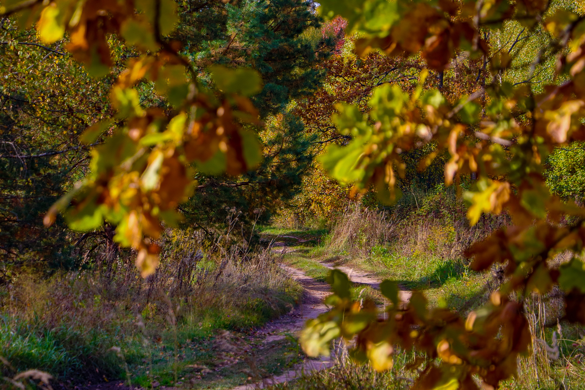 Landscape - My, The photo, Landscape, Autumn, Nature, Canon 800D, HDR, Longpost, Autumn leaves