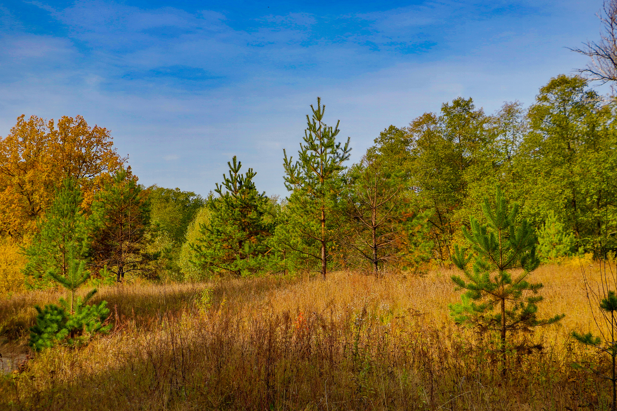 Landscape - My, The photo, Landscape, Autumn, Nature, Canon 800D, HDR, Longpost, Autumn leaves