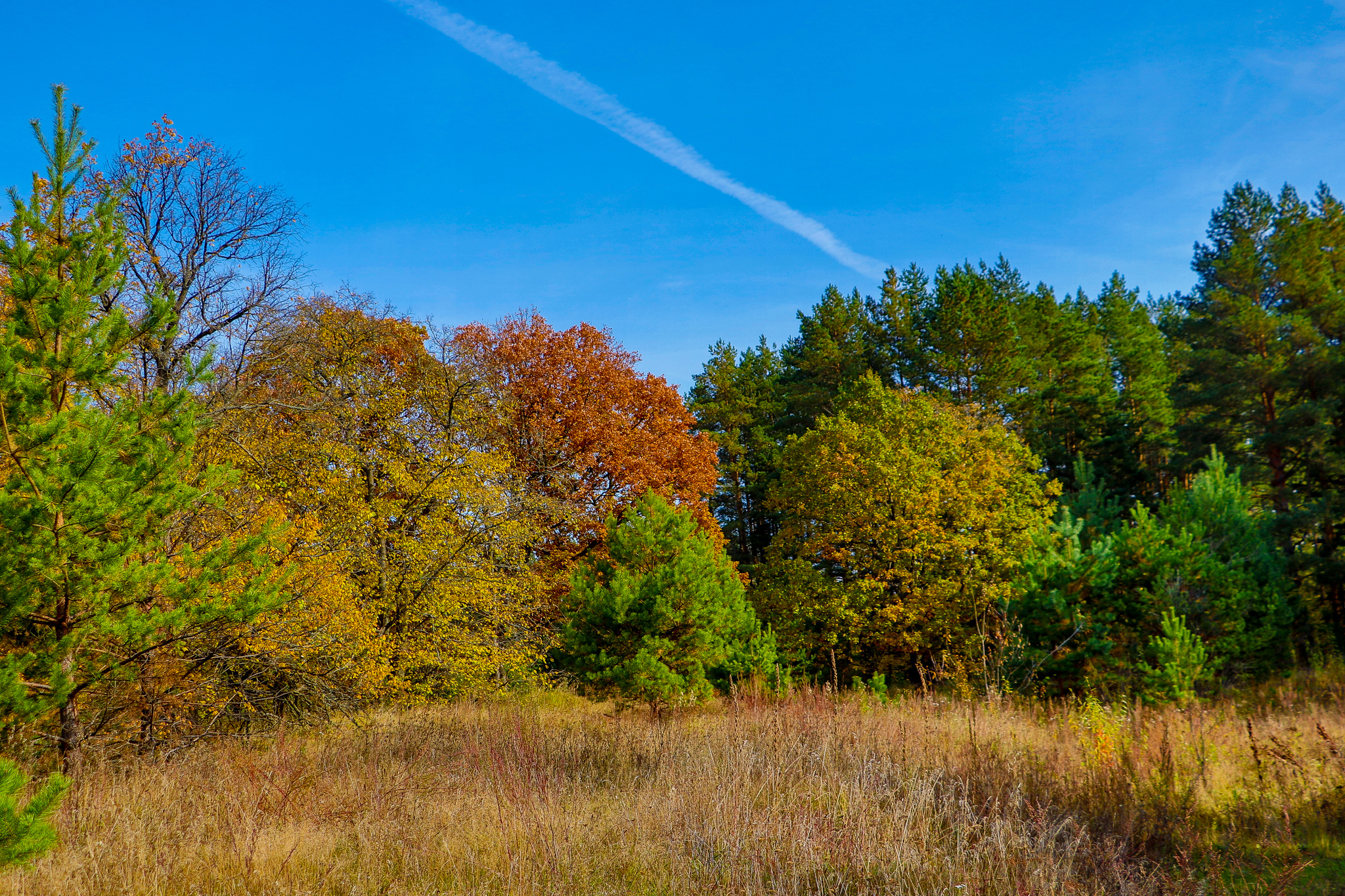 Landscape - My, The photo, Landscape, Autumn, Nature, Canon 800D, HDR, Longpost, Autumn leaves