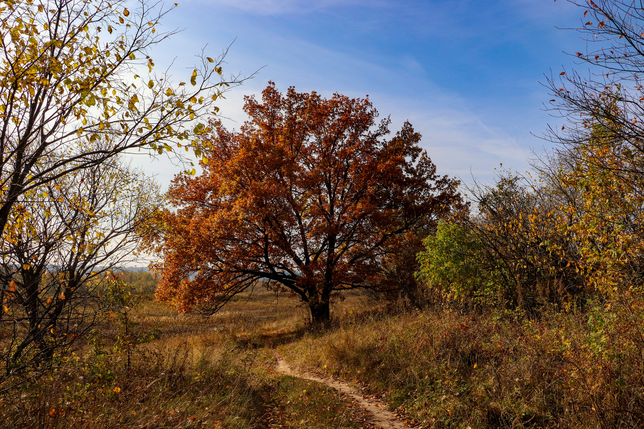 Landscape - My, The photo, Landscape, Autumn, Nature, Canon 800D, HDR, Longpost, Autumn leaves