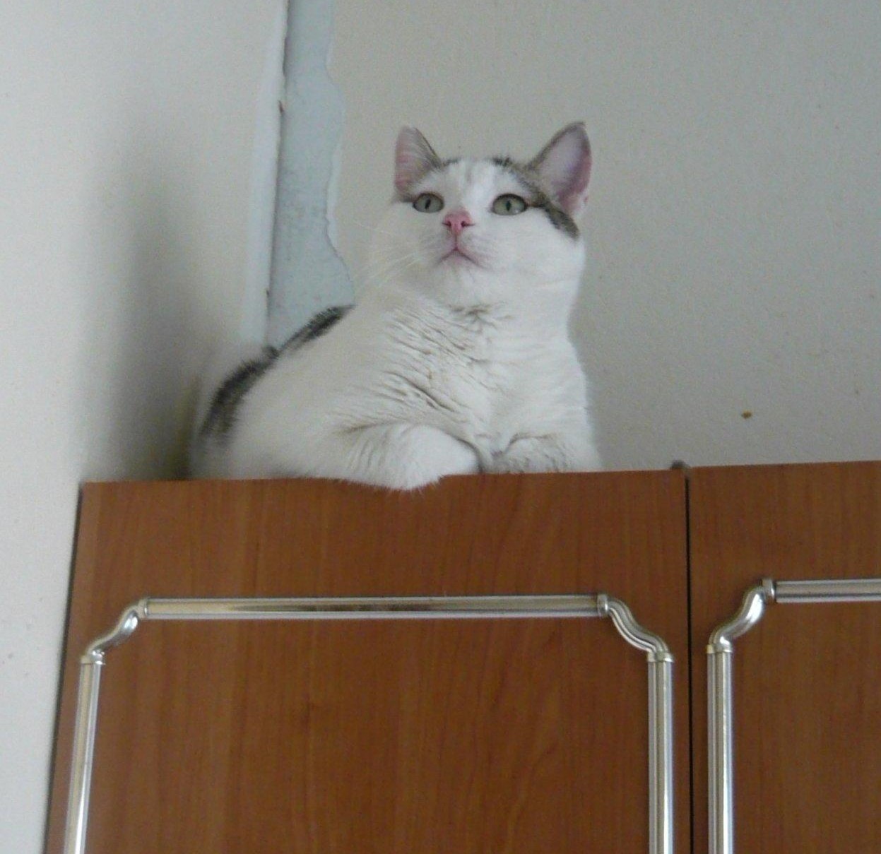 Novosibirsk and Ordynsky district. Yashka is looking for owners - My, Novosibirsk, Nso, No rating, Longpost, cat, In good hands, Animals