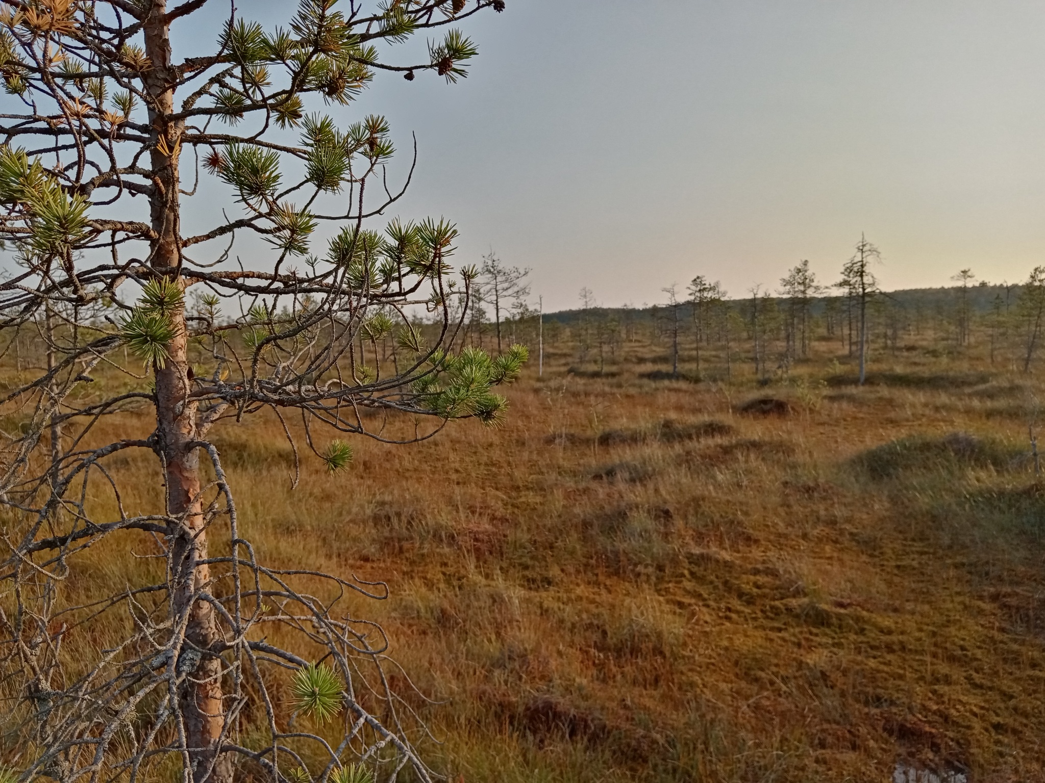 Pavel Pashkov announced a new victory in the fight to preserve Russia's forests. Control of resource movement. Let's think about swamps - My, Forest, Swamp, Protection of Nature, Resources, Development, Ecology