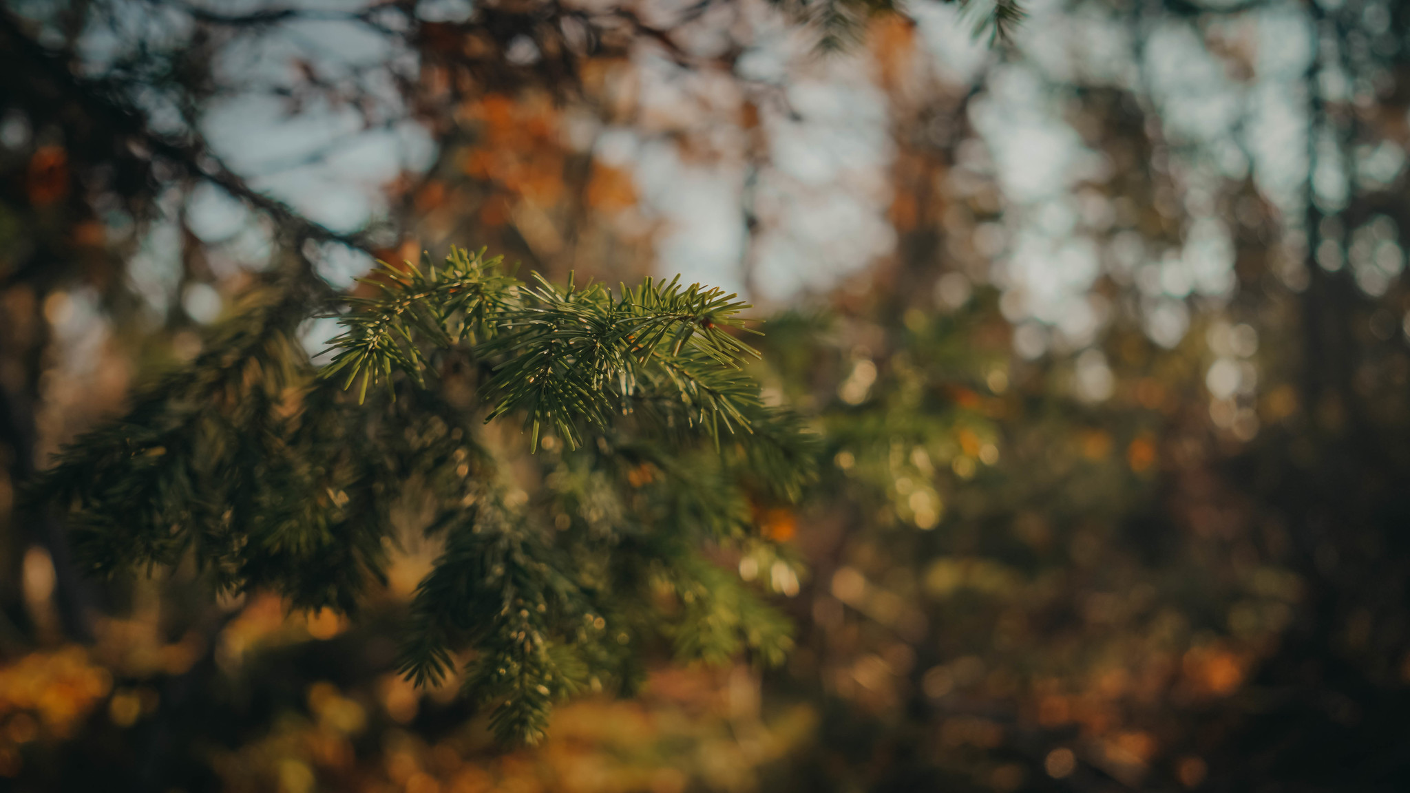 Autumn Ural - My, Ural, Nature, The photo, Autumn, Longpost, beauty of nature