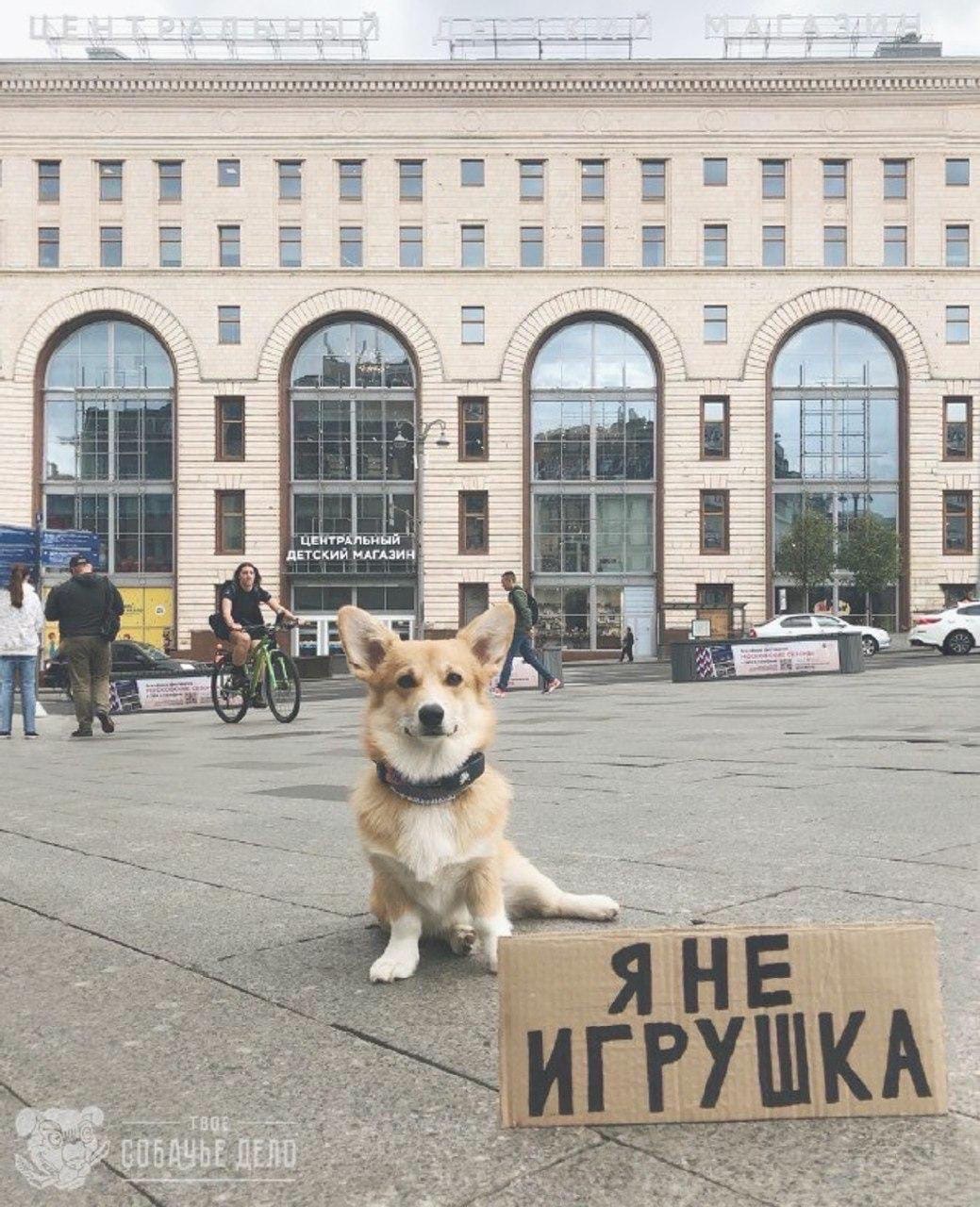 Dogs on single pickets - Dog, Dog days, The photo, Single picket, Longpost