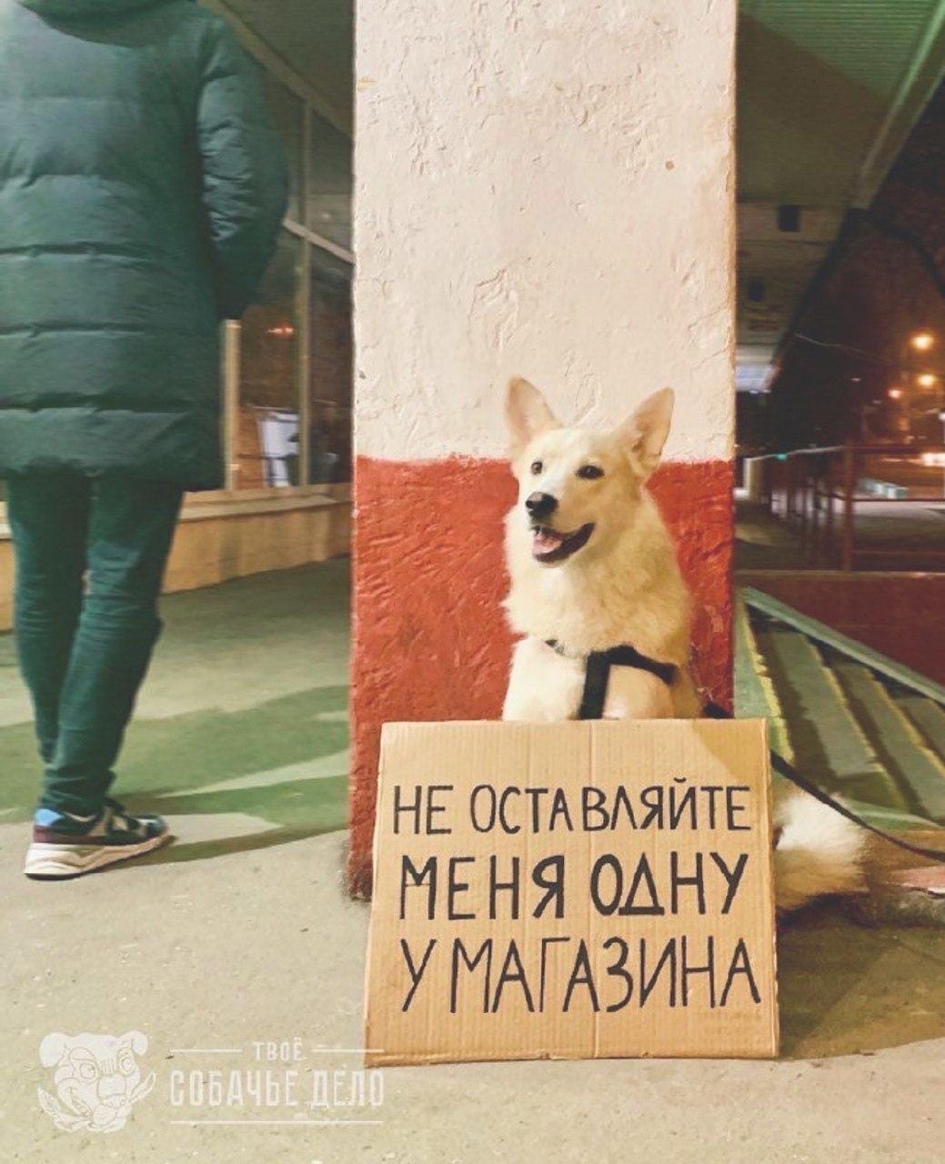 Dogs on single pickets - Dog, Dog days, The photo, Single picket, Longpost