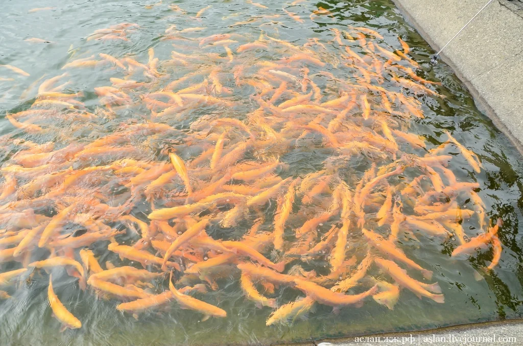 How trout is raised in Adler - My, A fish, Trout, How is it done, Longpost, Breeding