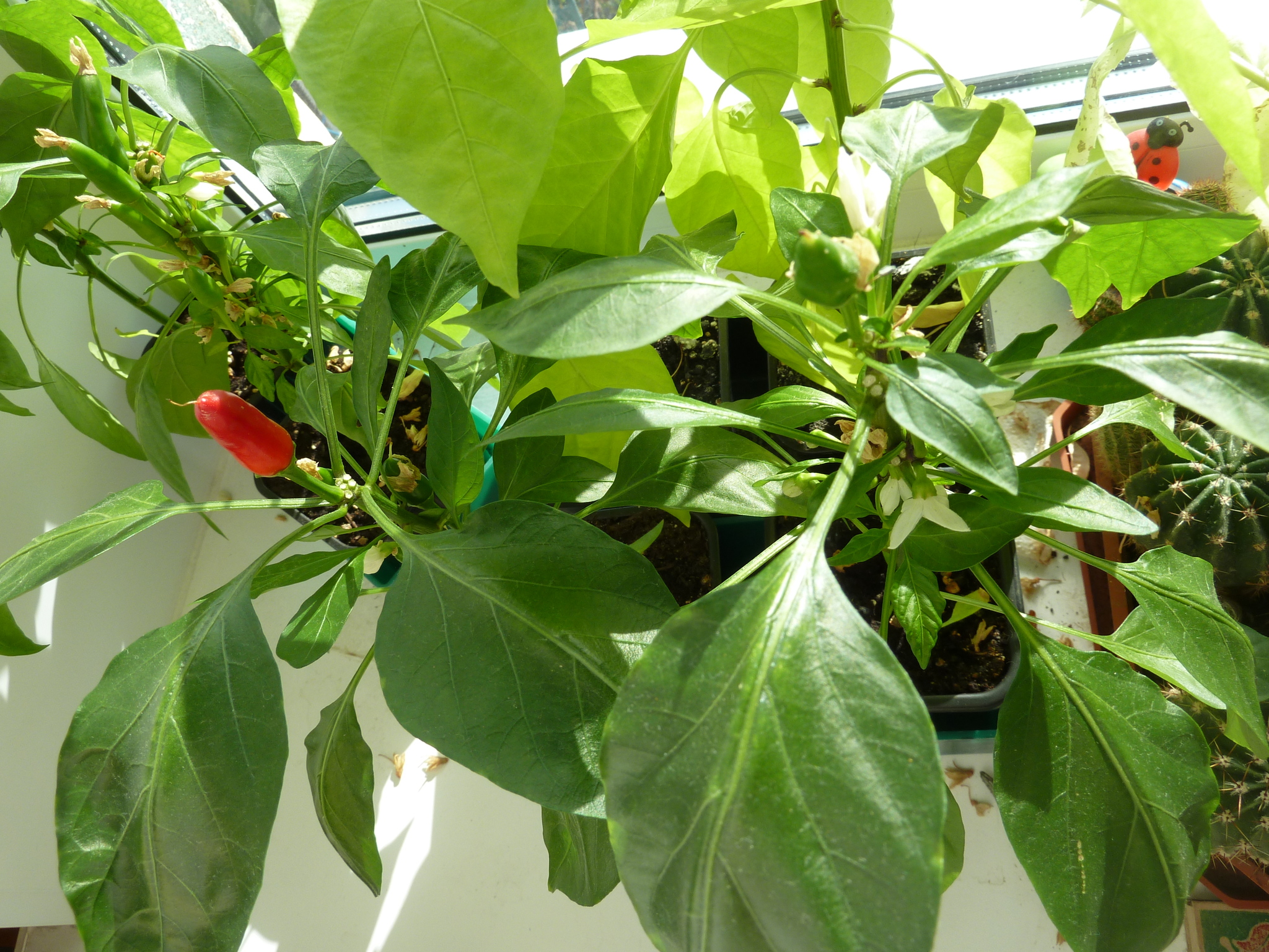 My first experience growing hot peppers - My, Hot peppers, Longpost, Pepper farming, Pepper, Vegetable garden on the windowsill