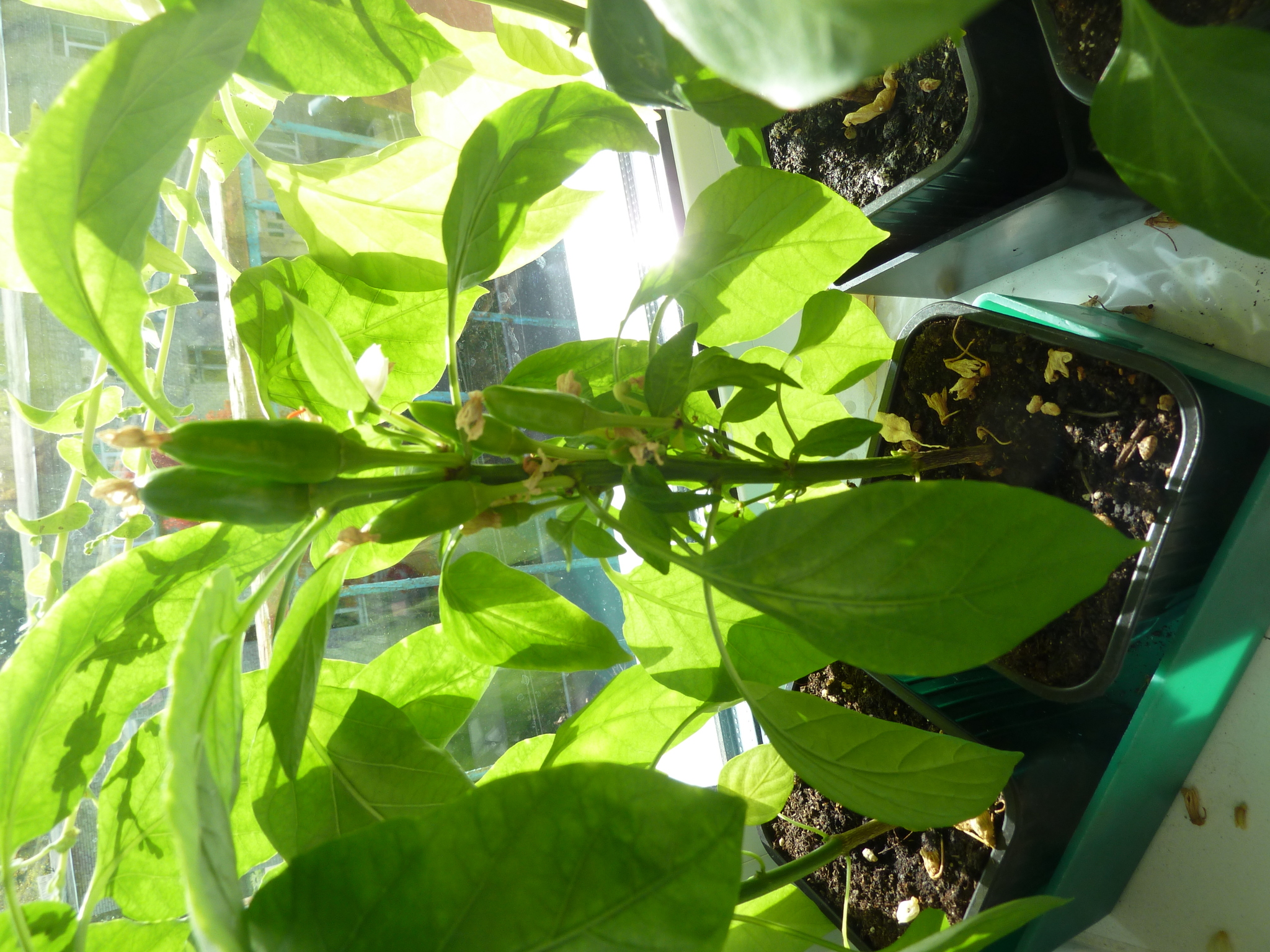 My first experience growing hot peppers - My, Hot peppers, Longpost, Pepper farming, Pepper, Vegetable garden on the windowsill