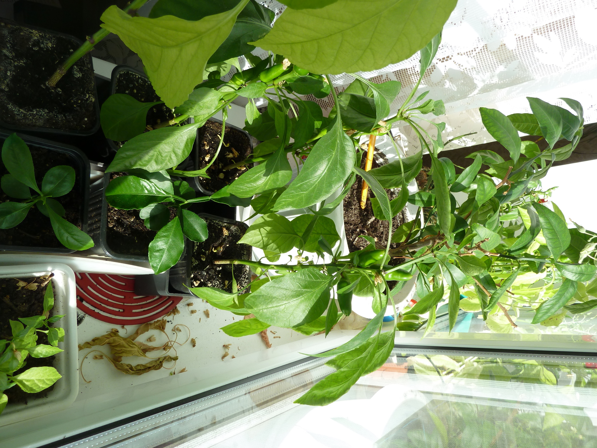 My first experience growing hot peppers - My, Hot peppers, Longpost, Pepper farming, Pepper, Vegetable garden on the windowsill